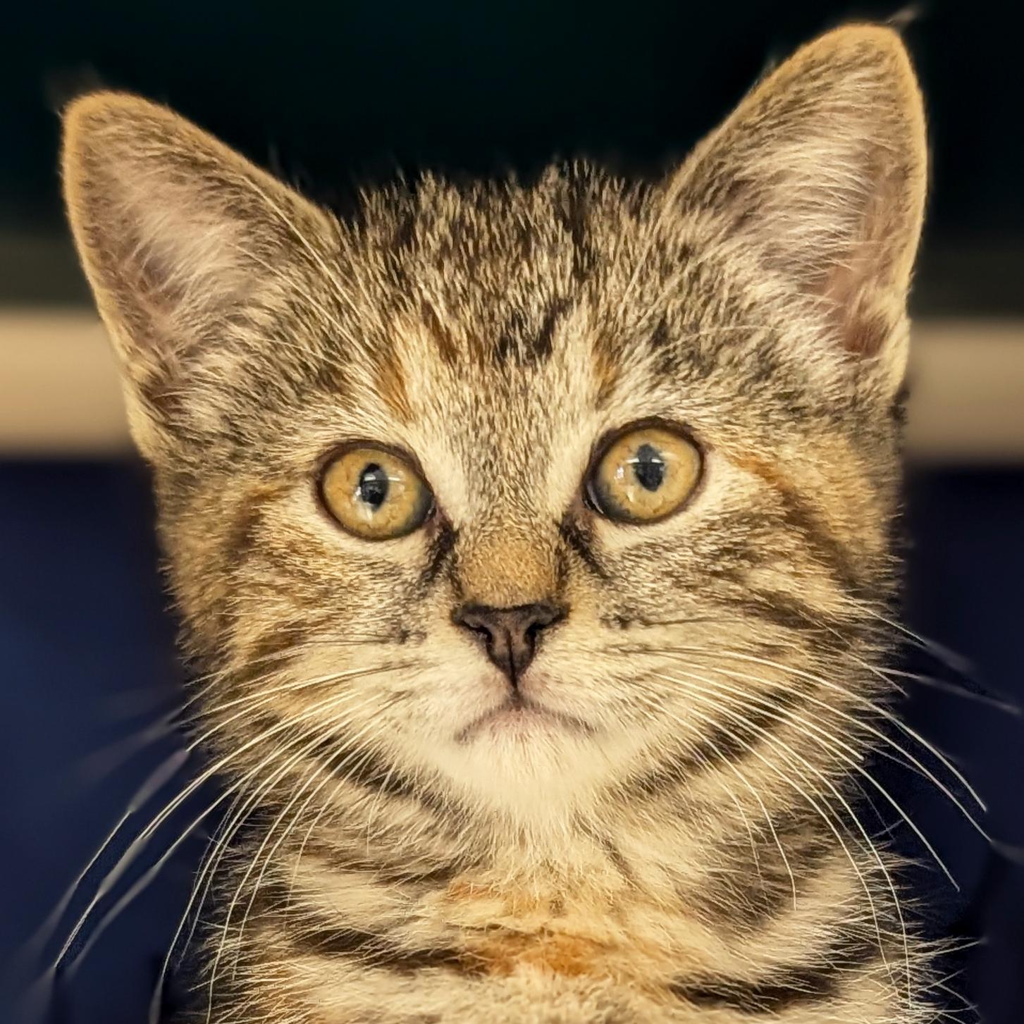 Pong, Adoptable, Kitten Female Domestic Short Hair.