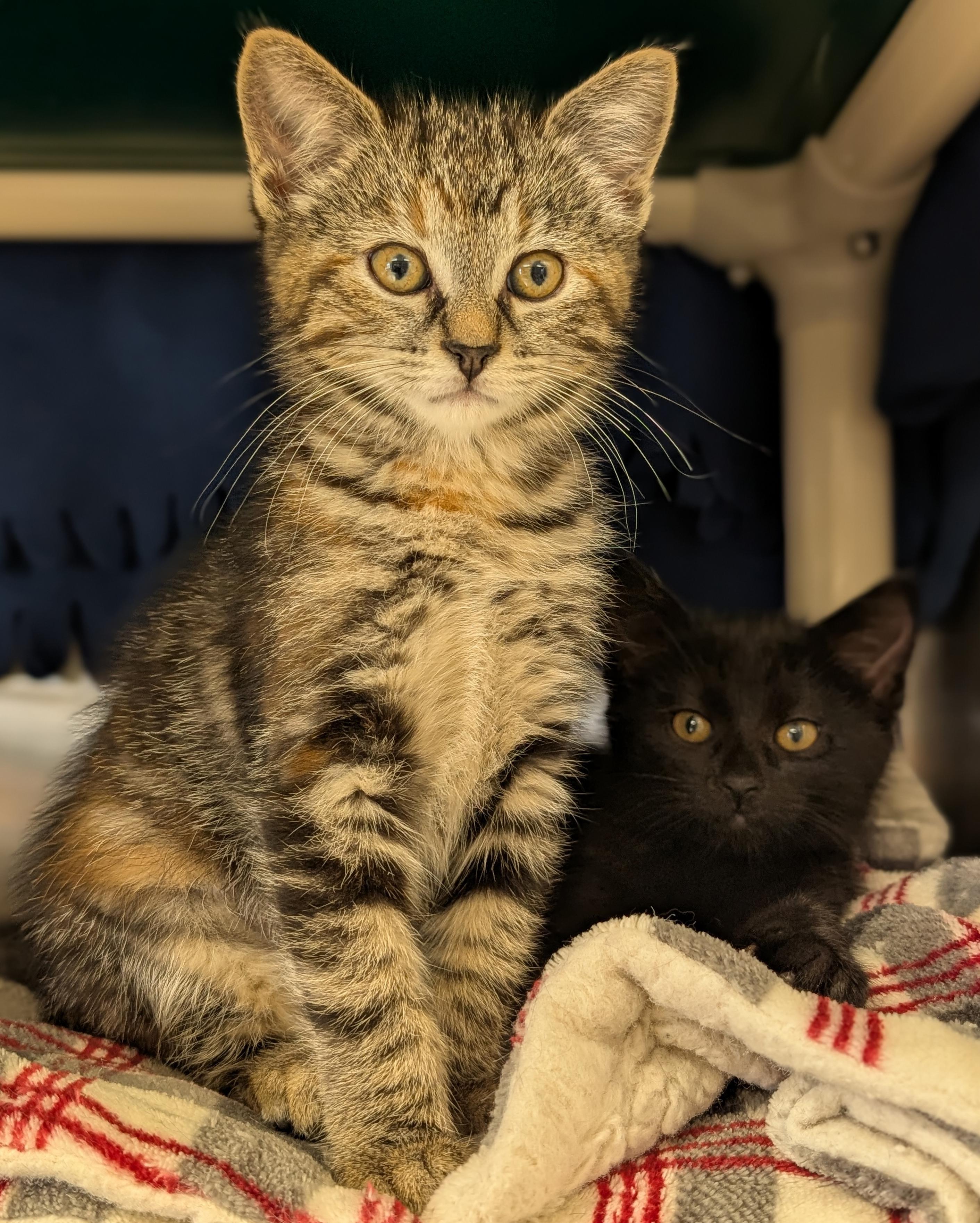 Enlarge Pong, a Adoptable Domestic Short Hair in Madison, WI image 2/2