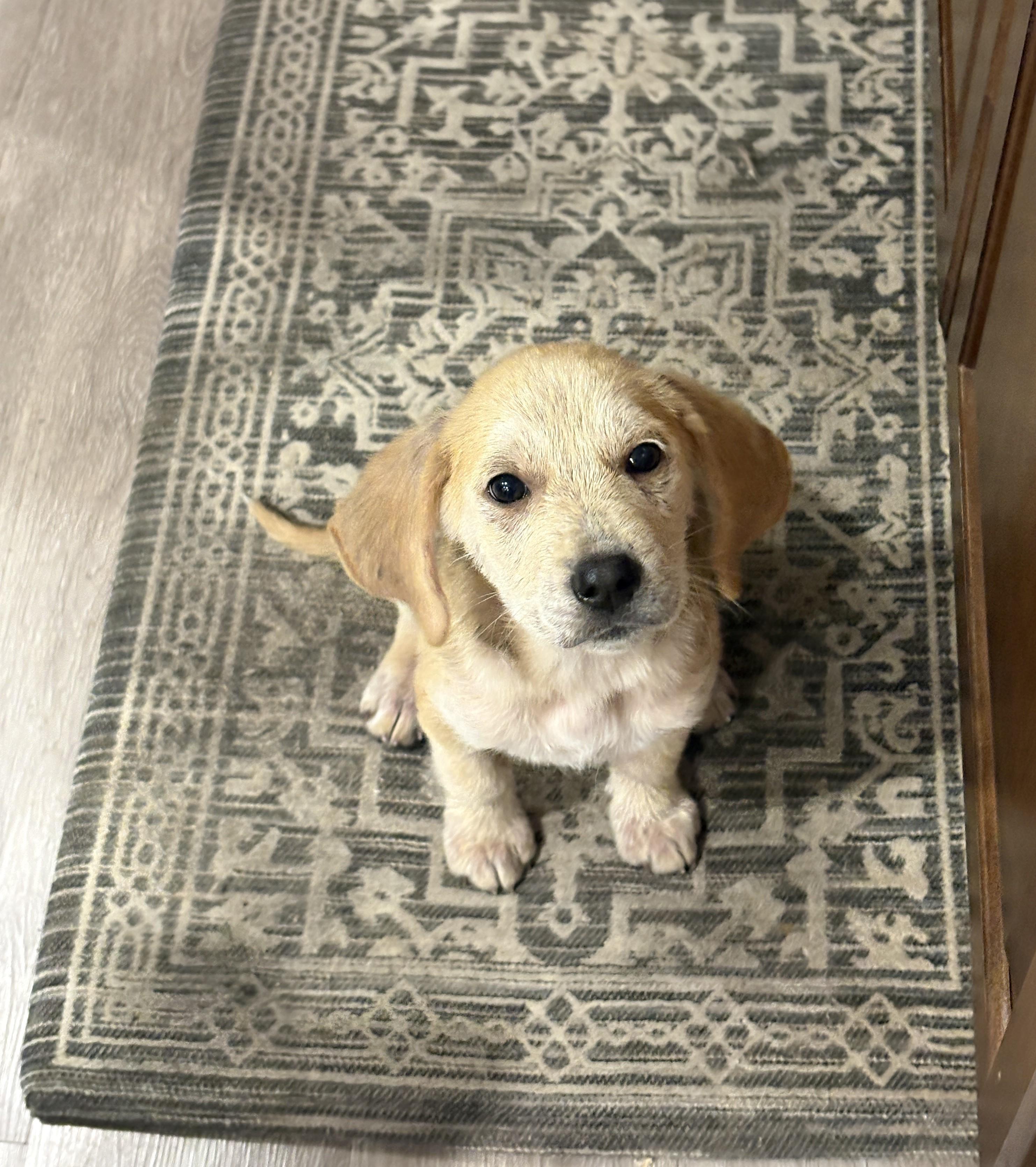 Polly. ADOPTED, an adopted mixed breed in Union Grove, WI image 3/3