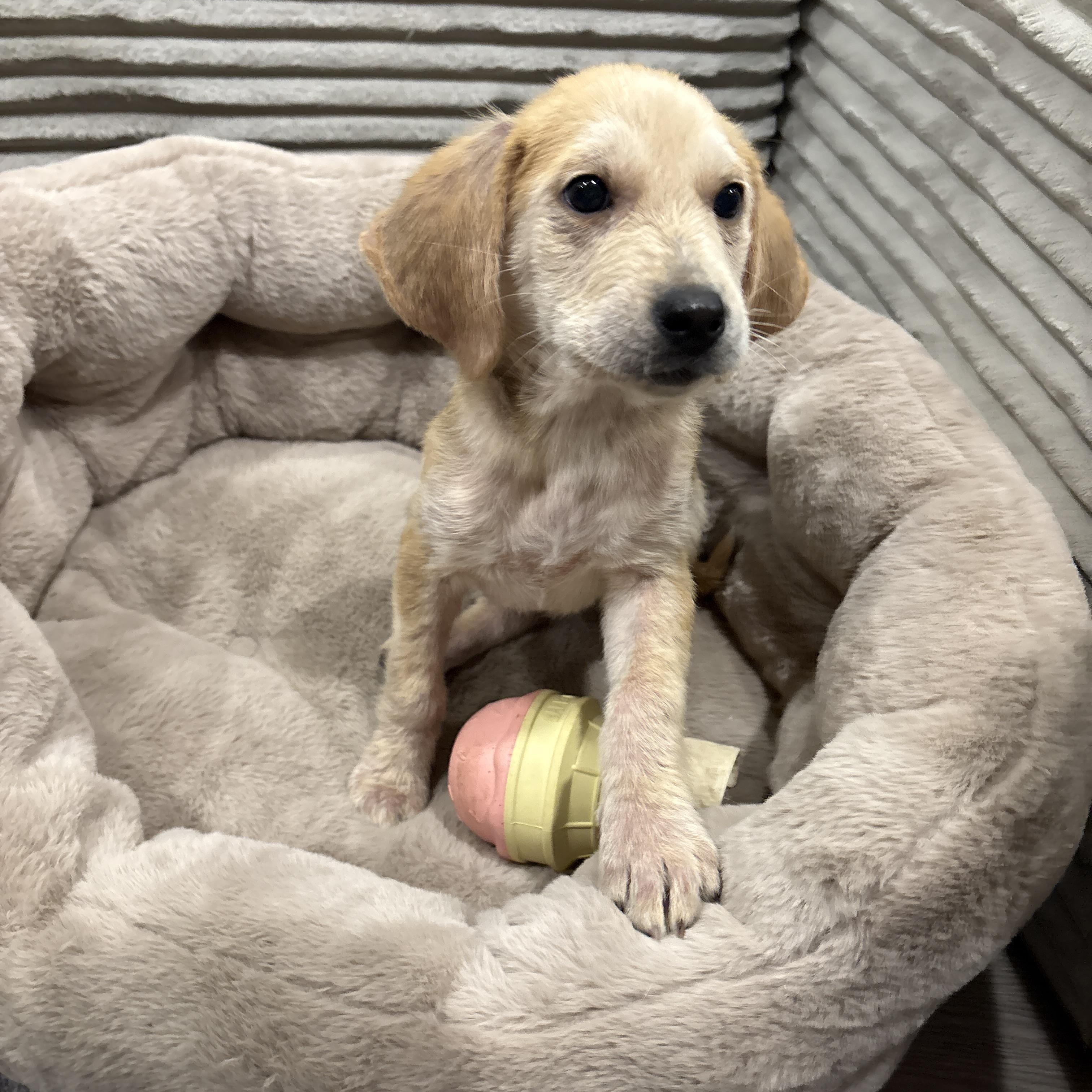 Polly. ADOPTED, an adopted mixed breed in Union Grove, WI image 1/3