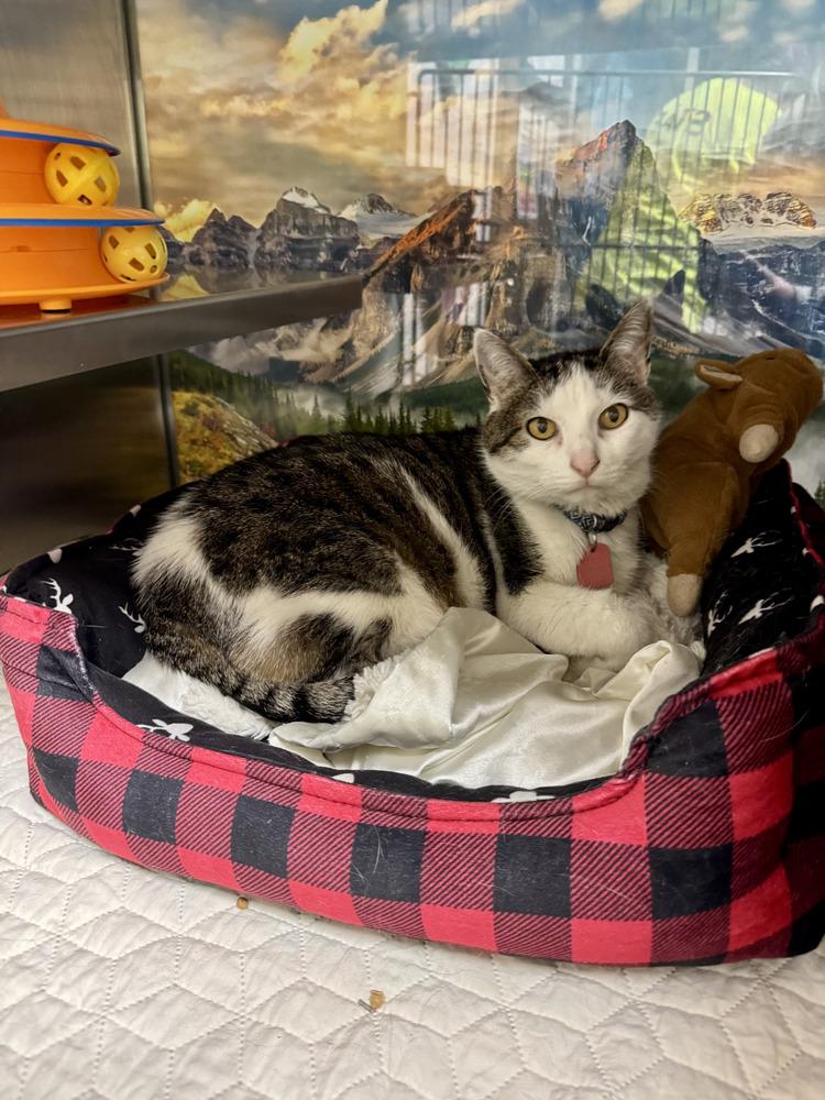 Babe Ruth, Adoptable, Senior Male Domestic Short Hair.