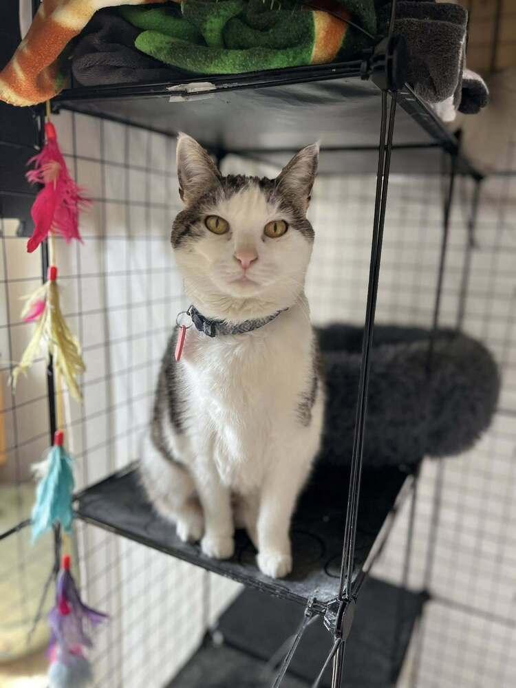Babe Ruth, Adopted, Senior Male Domestic Short Hair.