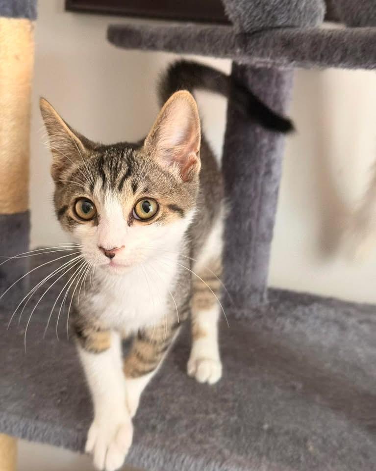 Andy, ADOPTABLE, Kitten Male Domestic Short Hair.
