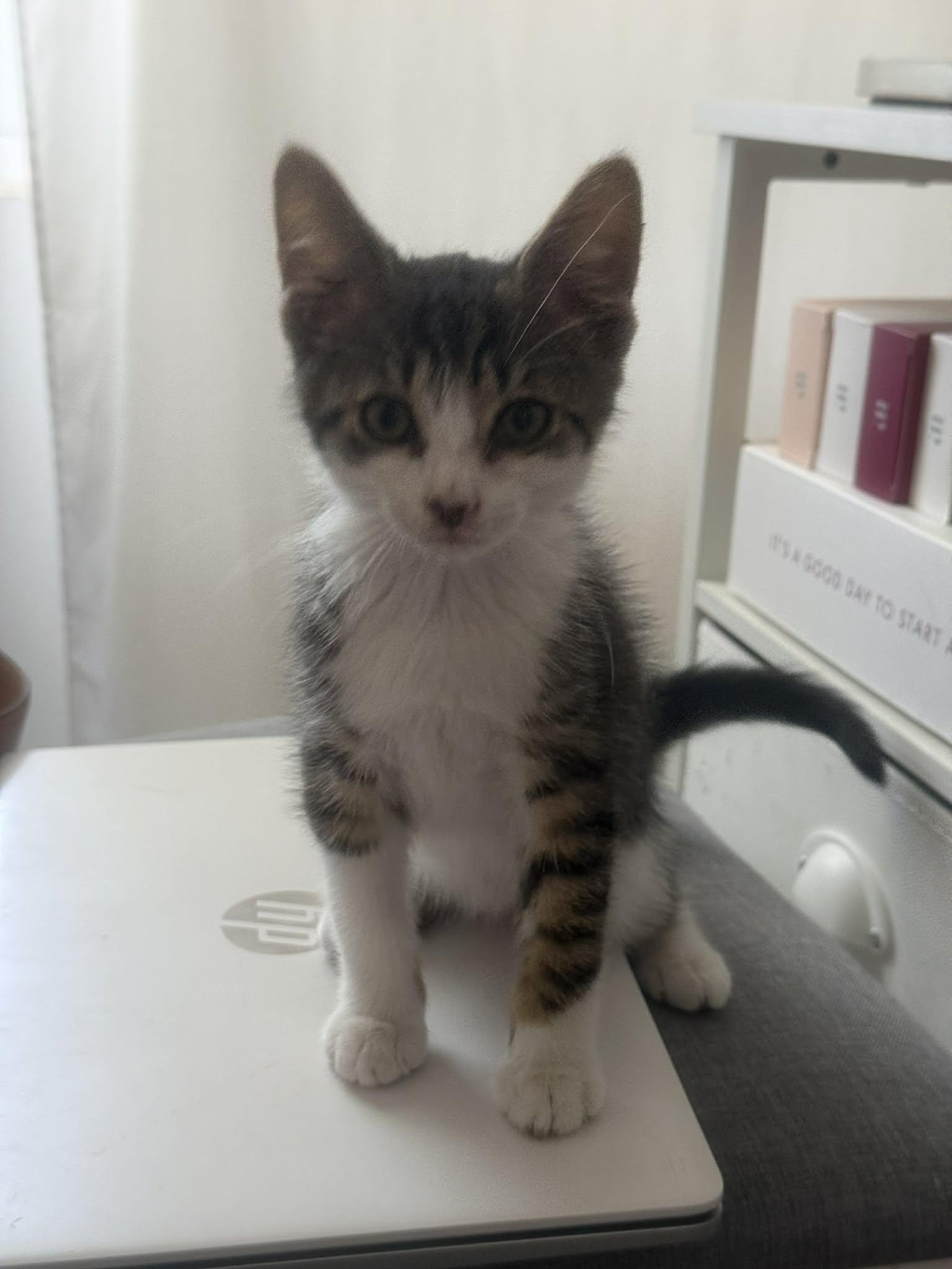 Enlarge Andy, a ADOPTABLE Domestic Short Hair in Aberdeen, NC image 2/2