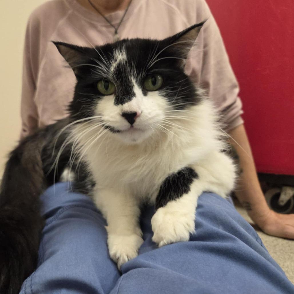 Pretty Girl, Adoptable, Young Female Domestic Medium Hair.