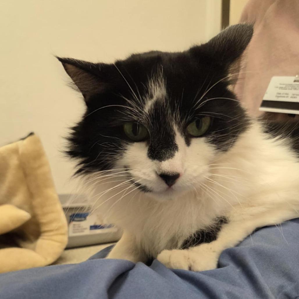 Pretty Girl, a Adoptable Domestic Medium Hair in Ballston Spa, NY image 2/6