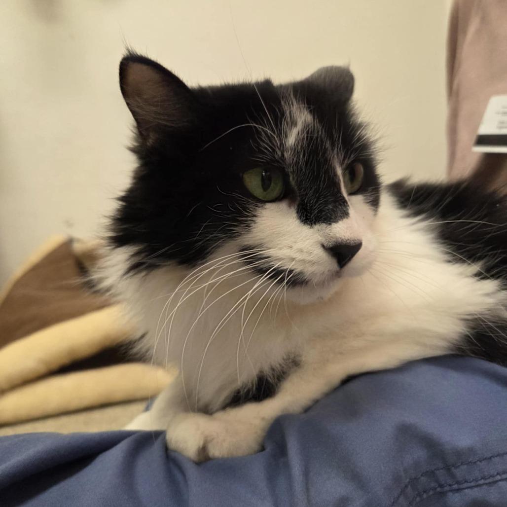 Pretty Girl, a Adoptable Domestic Medium Hair in Ballston Spa, NY image 4/6