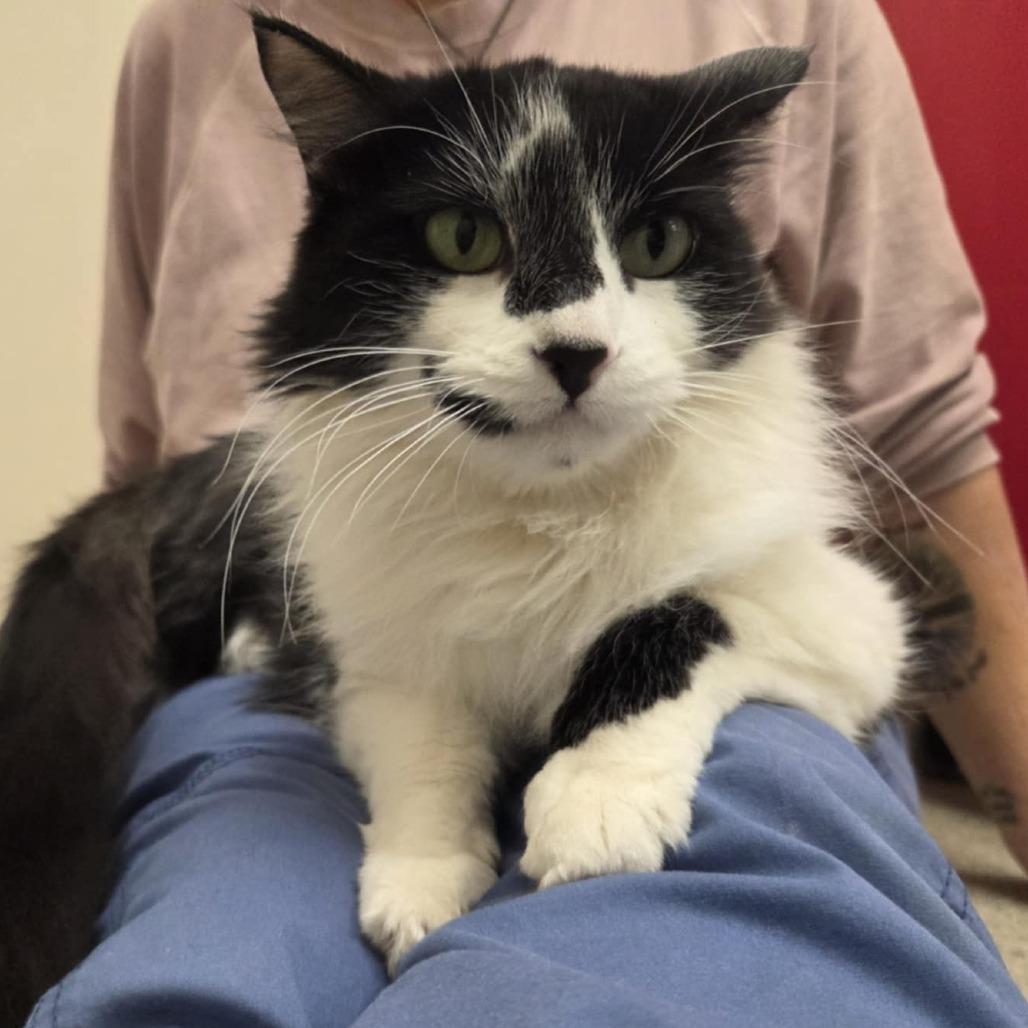 Pretty Girl, a Adoptable Domestic Medium Hair in Ballston Spa, NY image 5/6