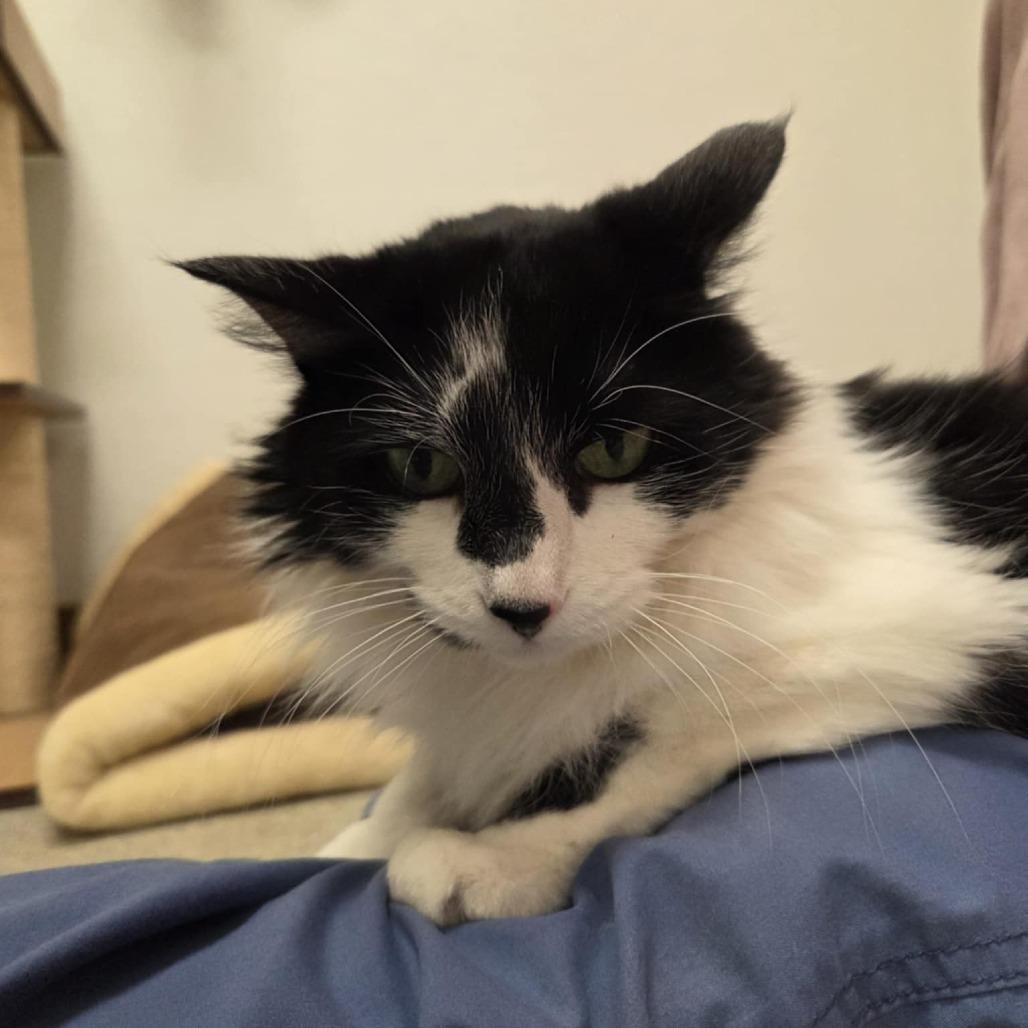 Pretty Girl, a Adoptable Domestic Medium Hair in Ballston Spa, NY image 6/6