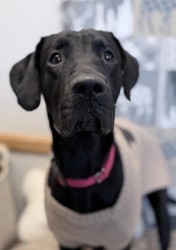 Enlarge Bear, a Adoptable Labrador Retriever in Fruit Heights, UT image 2/6