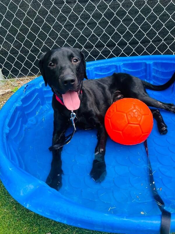 Enlarge Bear, a Adoptable Labrador Retriever in Fruit Heights, UT image 3/6