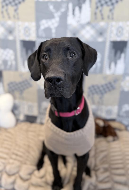 Enlarge Bear, a Adoptable Labrador Retriever in Fruit Heights, UT image 4/6