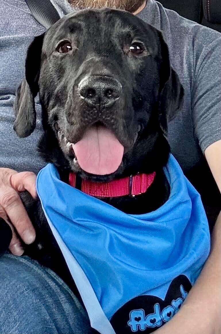 Enlarge Bear, a Adoptable Labrador Retriever in Fruit Heights, UT image 5/6