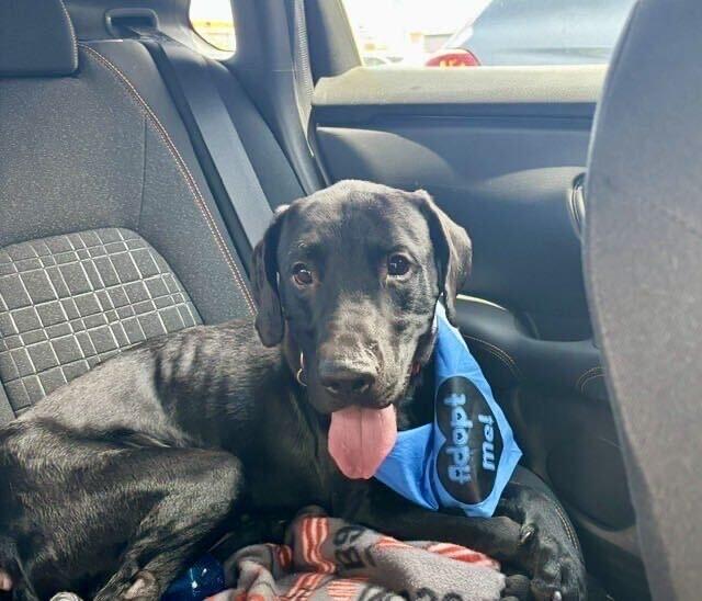 Enlarge Bear, a Adoptable Labrador Retriever in Fruit Heights, UT image 6/6
