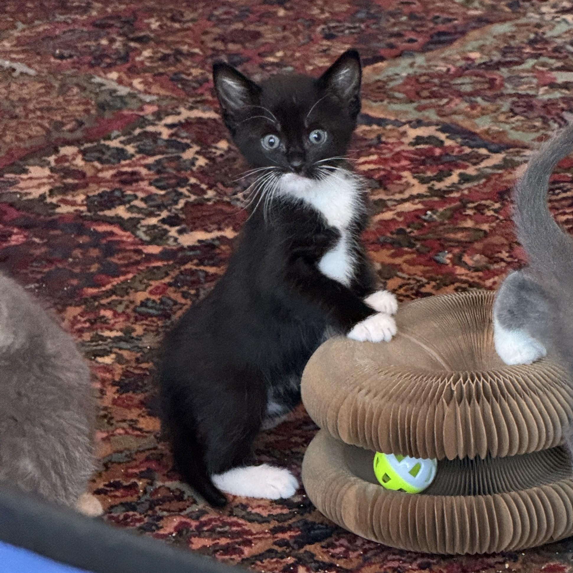 Wolski, a ADOPTABLE Domestic Short Hair in Milwaukee, WI image 4/5