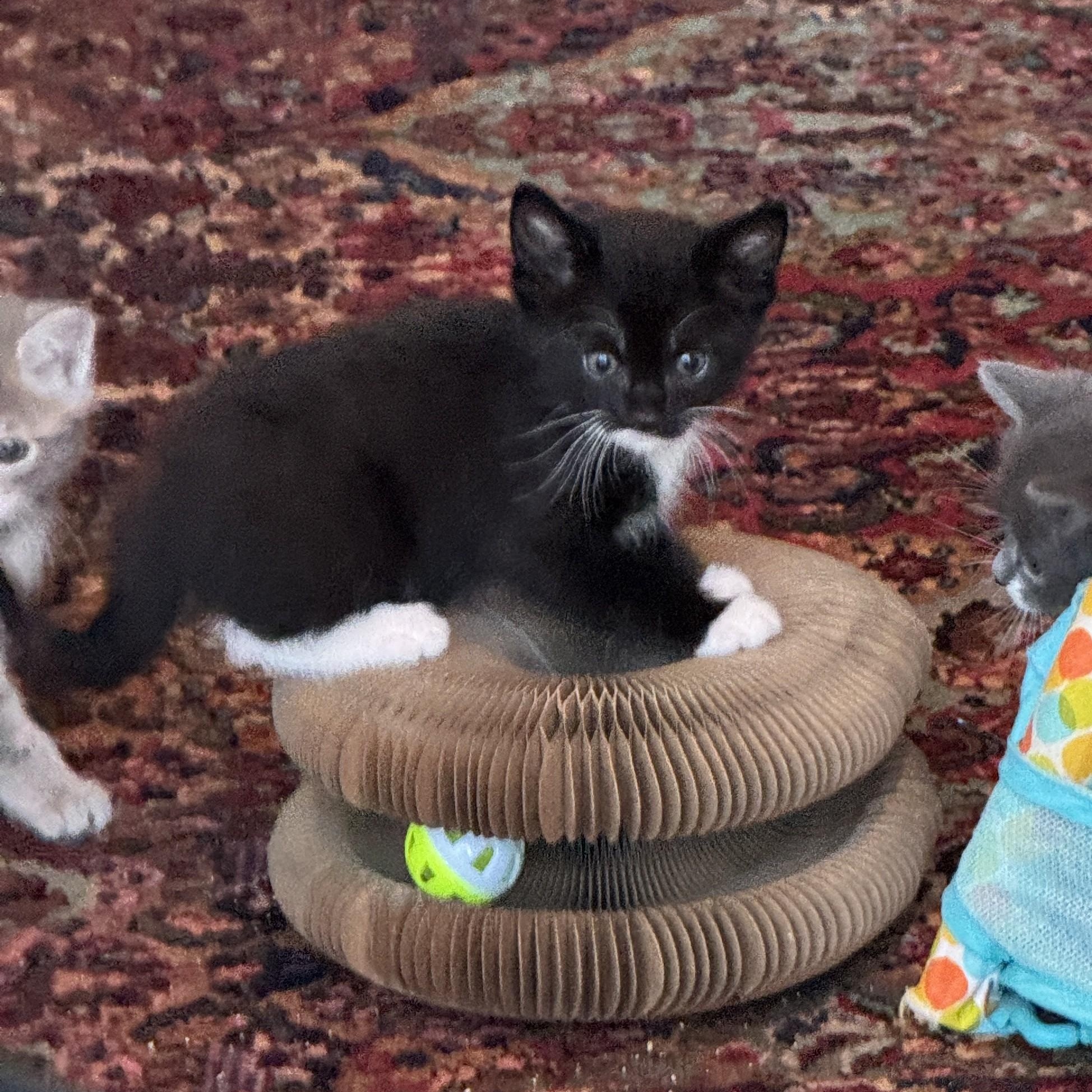 Wolski, a ADOPTABLE Domestic Short Hair in Milwaukee, WI image 5/5