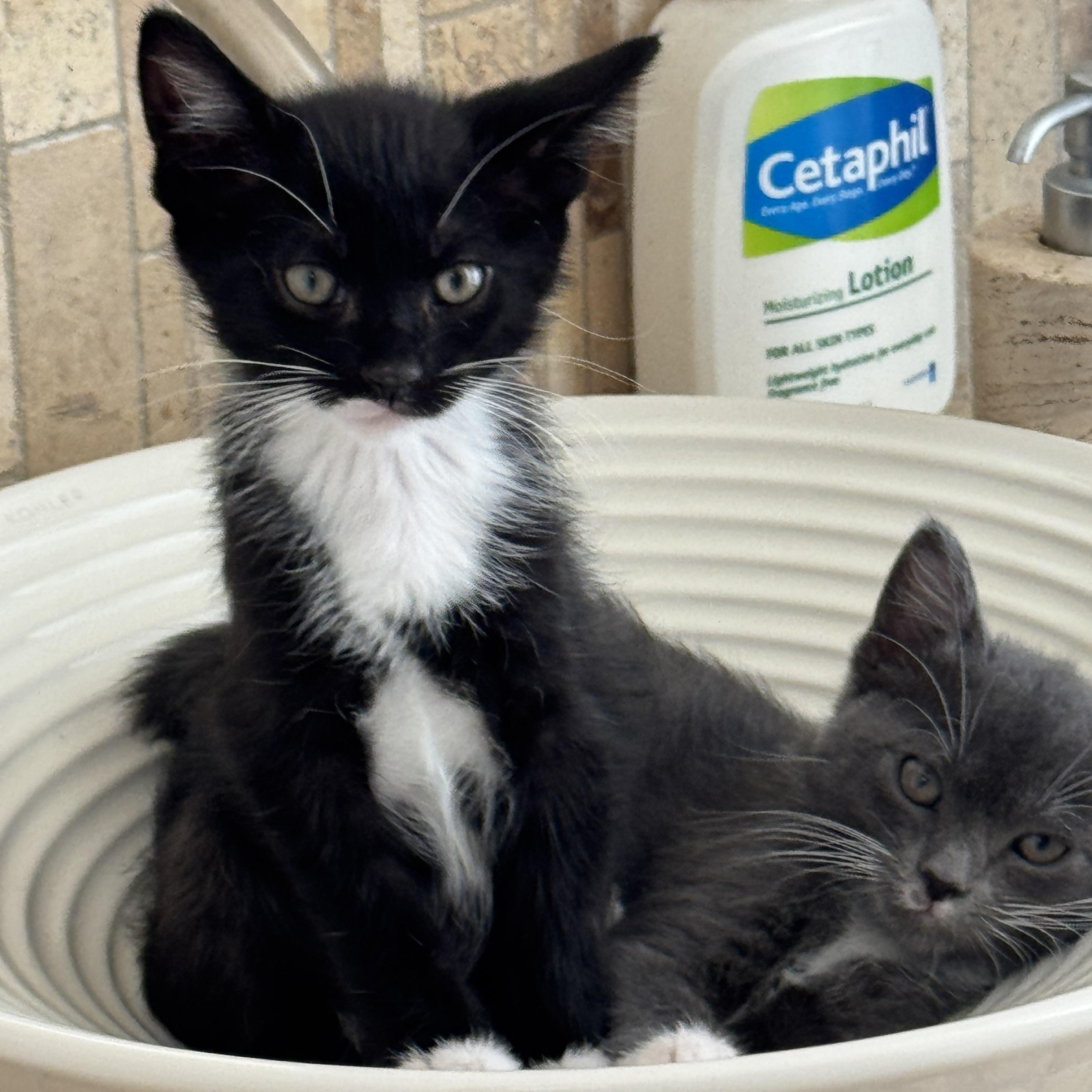 Wolski, a ADOPTABLE Domestic Short Hair in Milwaukee, WI image 1/5