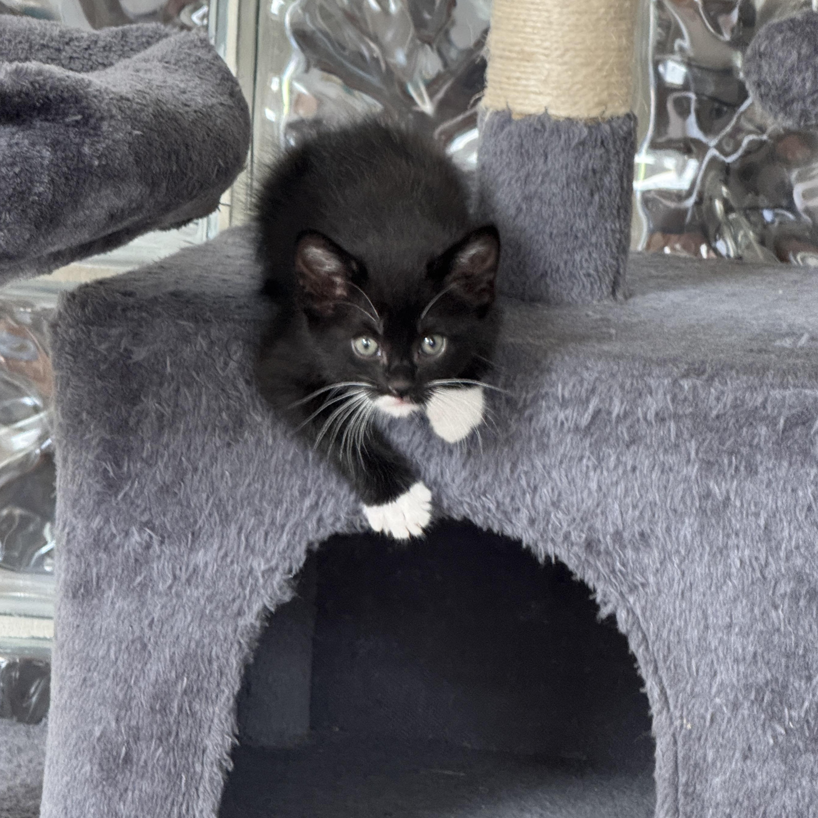 Wolski, a ADOPTABLE Domestic Short Hair in Milwaukee, WI image 2/5