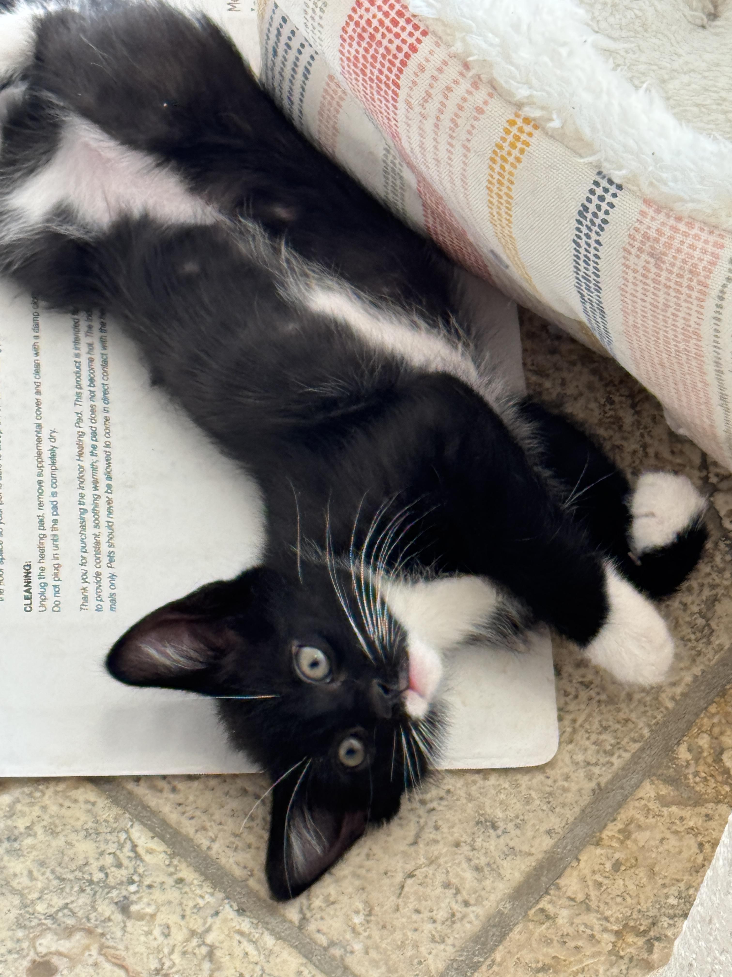 Wolski, a ADOPTABLE Domestic Short Hair in Milwaukee, WI image 3/5