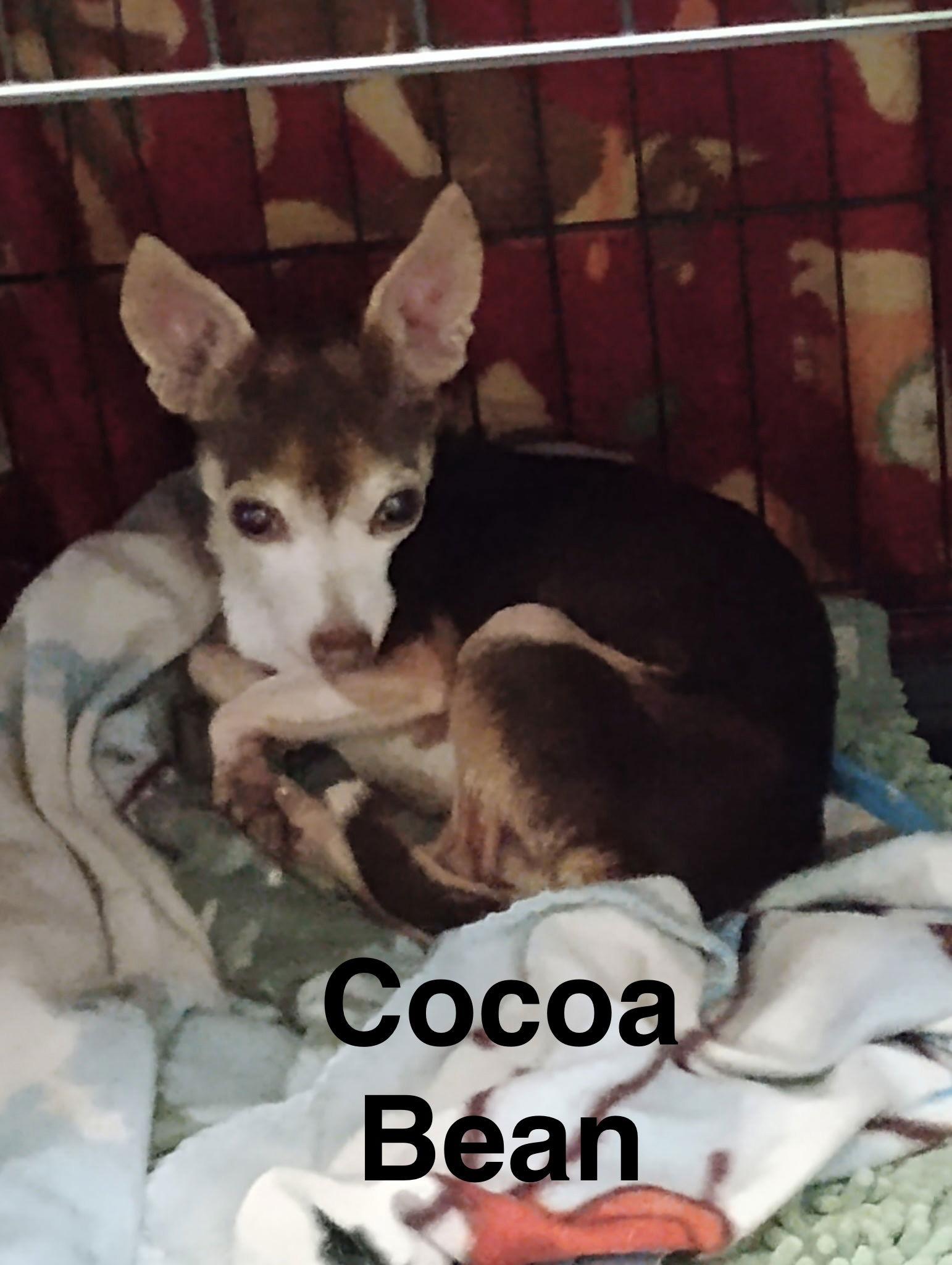 Enlarge Cocoa Bean, a Adoptable Chihuahua in Topeka, KS image 1/1