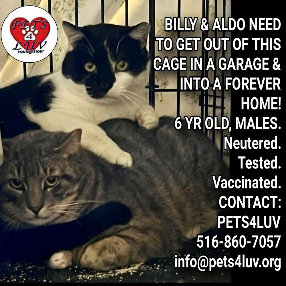 Enlarge Billy - Melville, a Adoptable mixed breed in Westbury, NY image 1/5