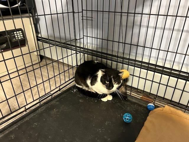 Enlarge Billy - Melville, a Adoptable mixed breed in Westbury, NY image 2/5