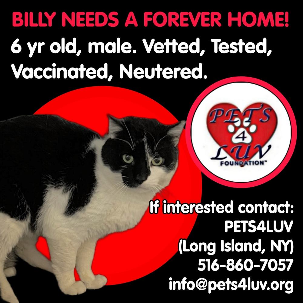 Enlarge Billy - Melville, a Adoptable mixed breed in Westbury, NY image 3/5