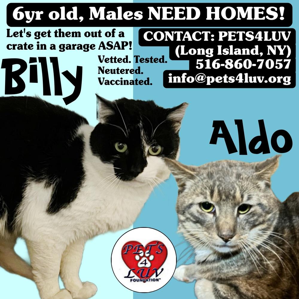 Billy - Melville, Adoptable, Adult Male Domestic Short Hair.