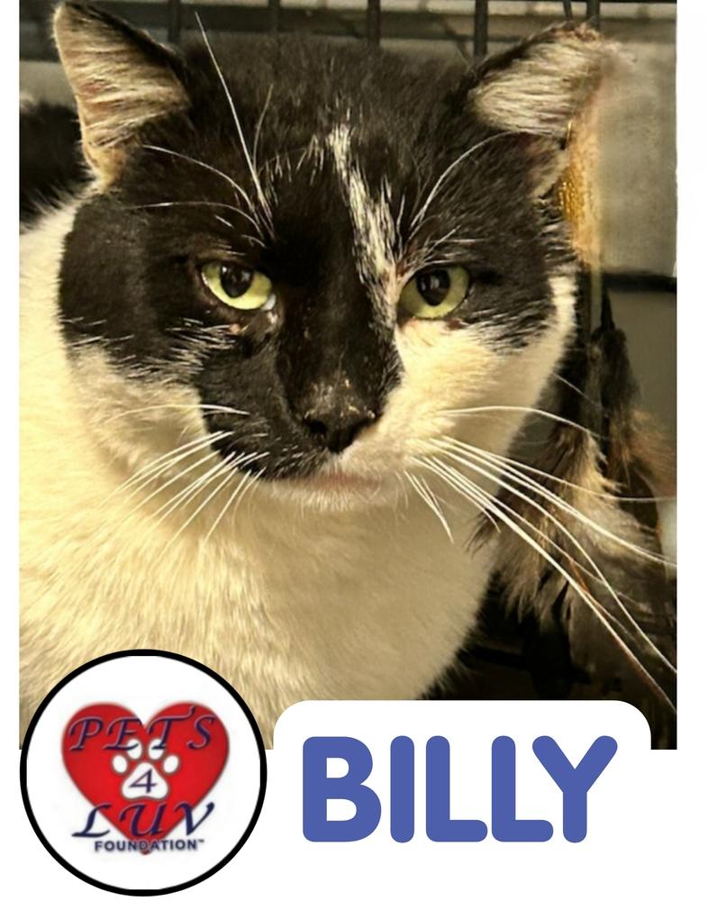 Enlarge Billy - Melville, a Adoptable mixed breed in Westbury, NY image 5/5