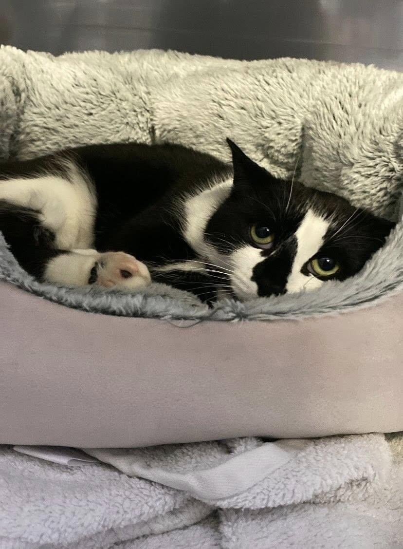 Enlarge Thin Mint, a ADOPTABLE mixed breed in Port Perry, ON image 1/1