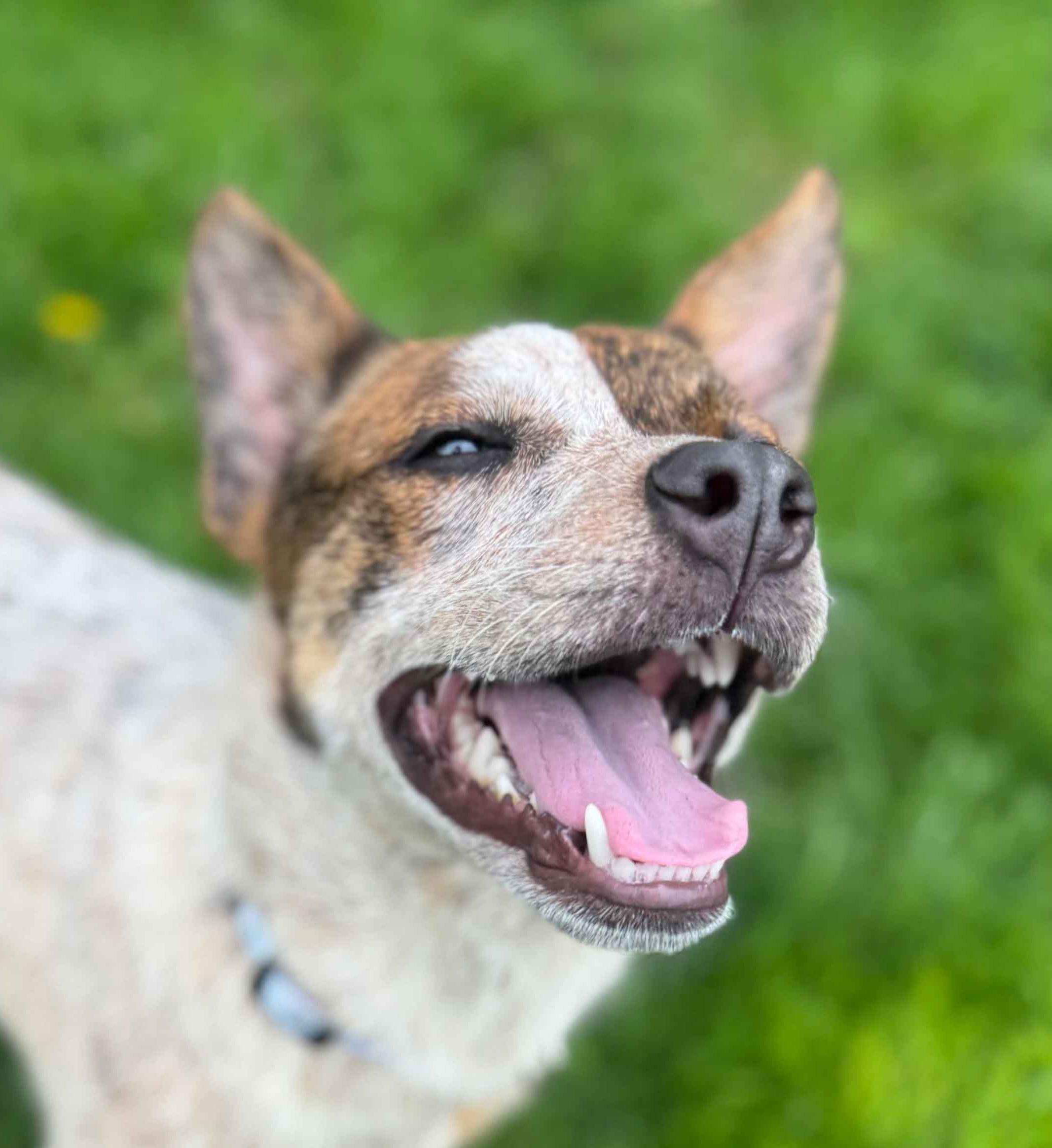 Tulip, Adopted, Young Female Australian Cattle Dog / Blue Heeler.