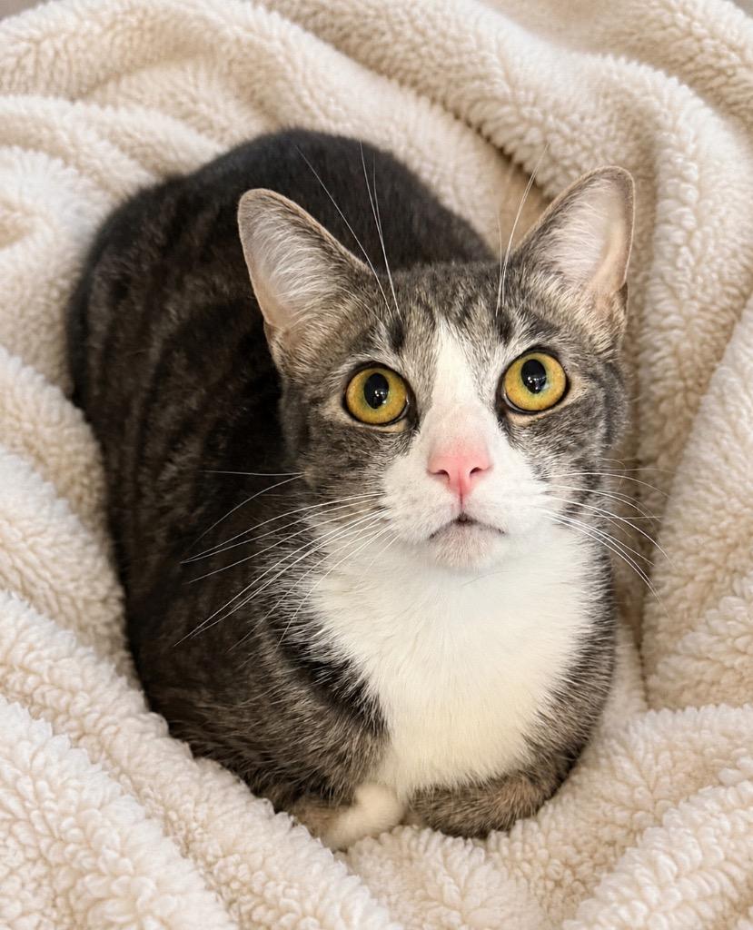 Danny, Adoptable, Young Male Domestic Short Hair.