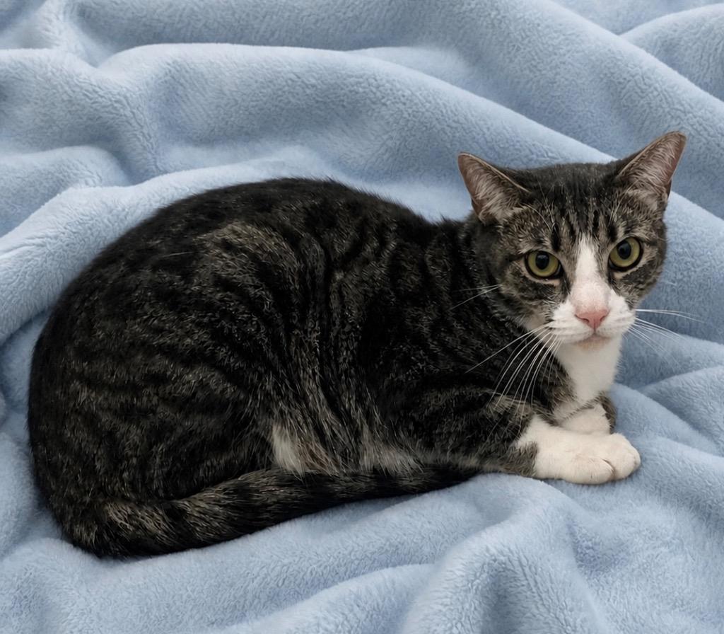 Enlarge Danny, a Adoptable mixed breed in Columbia, TN image 2/2