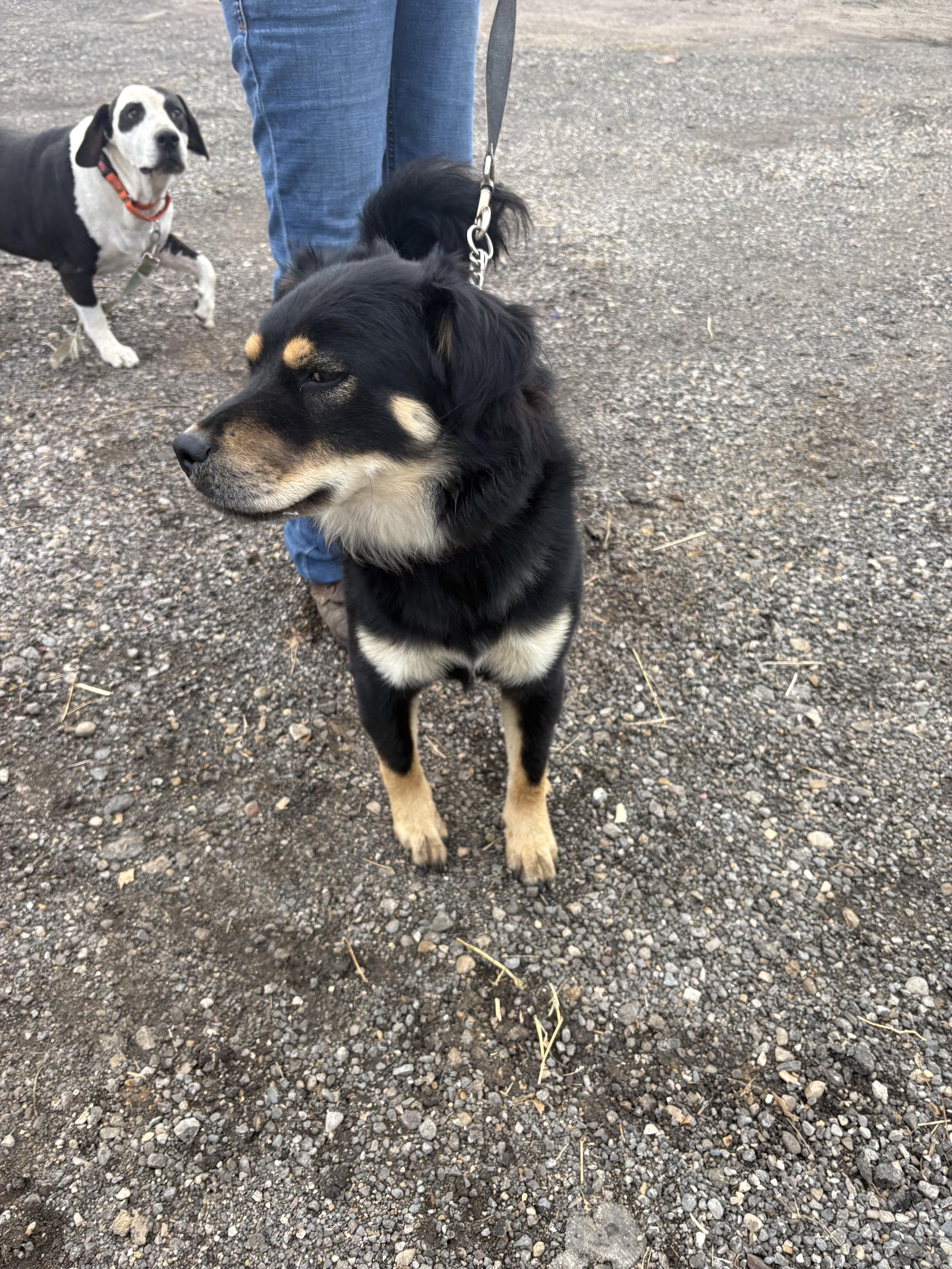Enlarge Scoobert (Bertie), a Adoptable mixed breed in Marengo, IL image 2/6