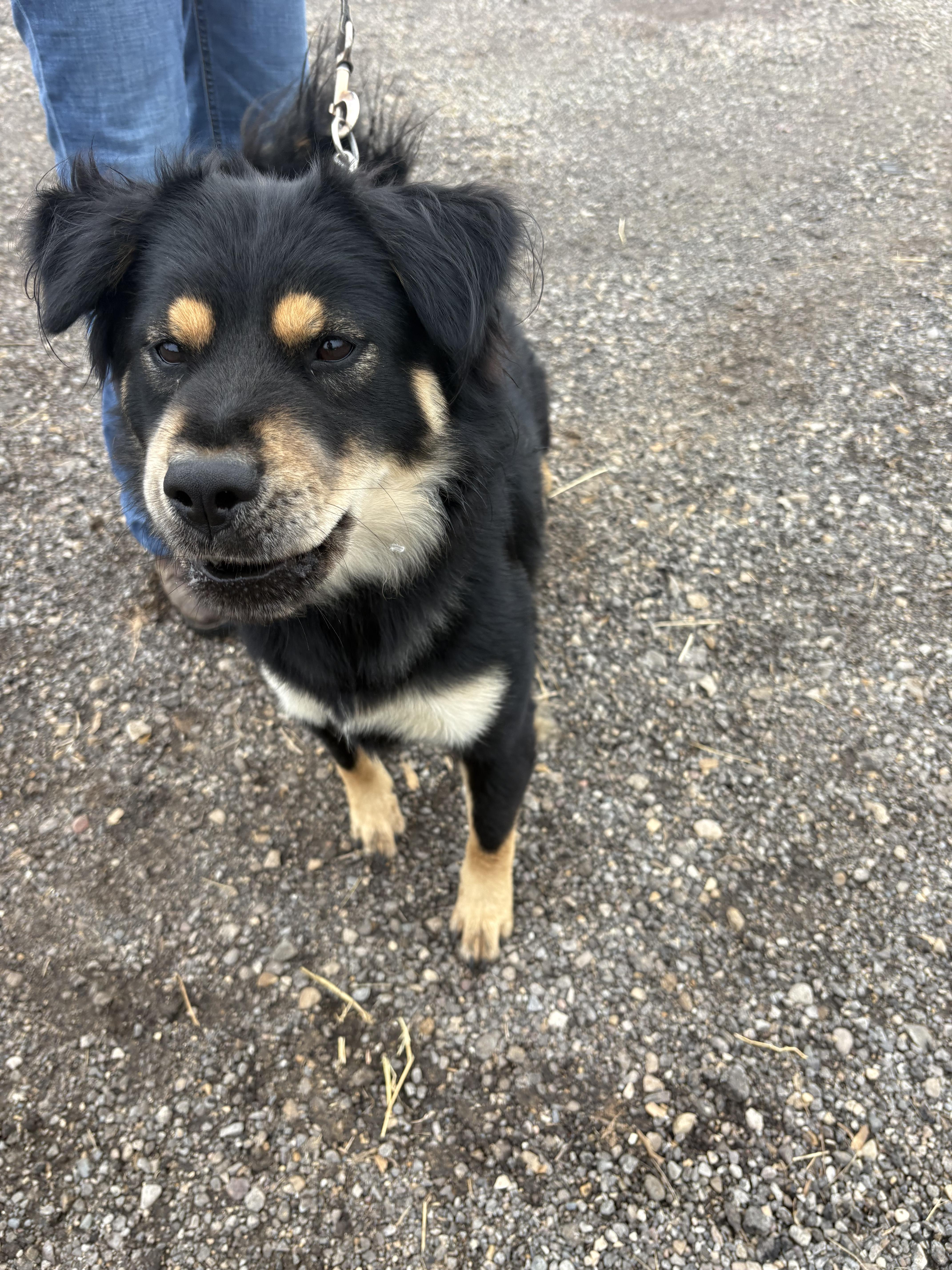 Enlarge Scoobert (Bertie), a Adoptable mixed breed in Marengo, IL image 4/6