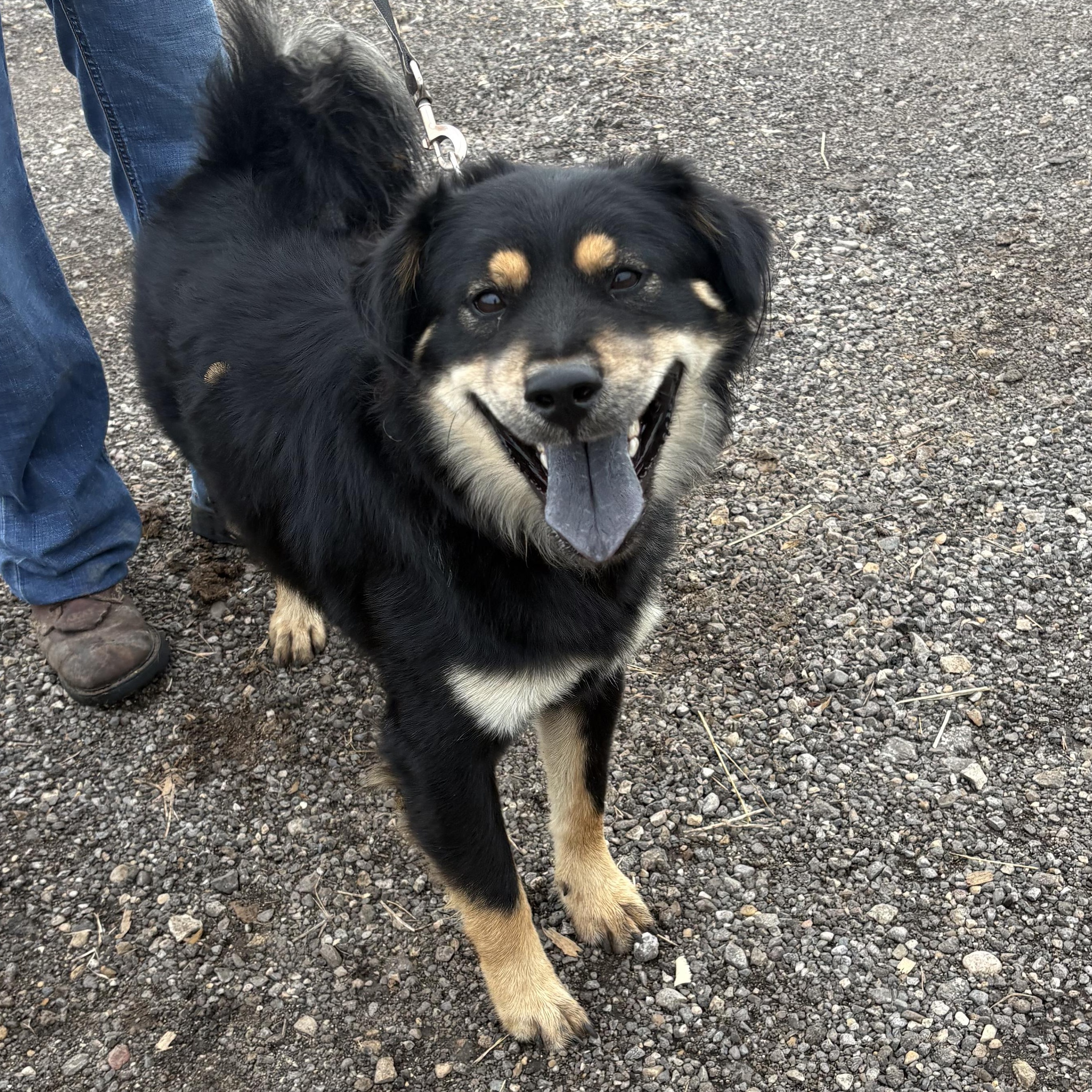 Scoobert (Bertie), Adoptable, Adult Male Mixed Breed & Border Collie.