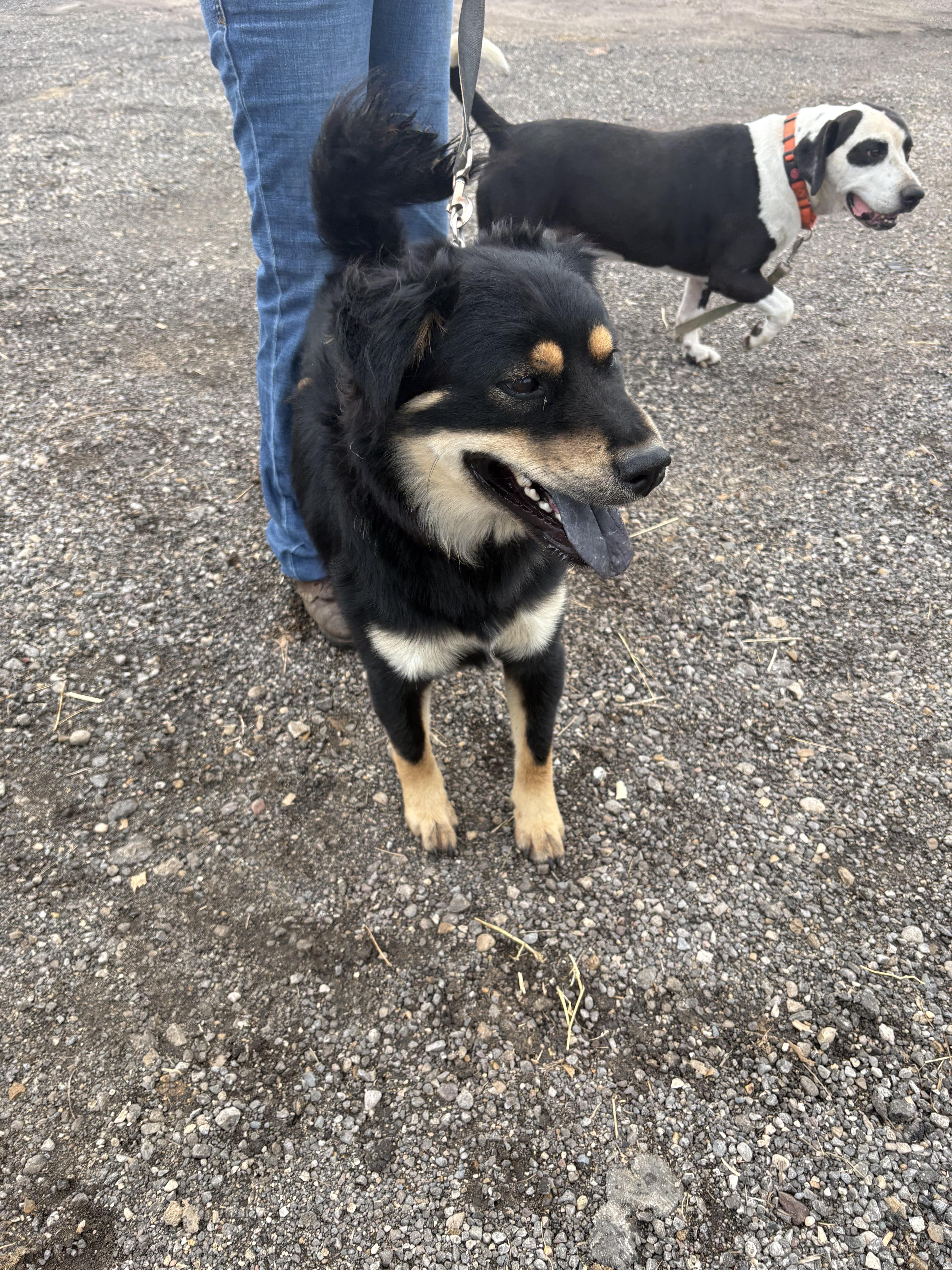 Enlarge Scoobert (Bertie), a Adoptable mixed breed in Marengo, IL image 3/6