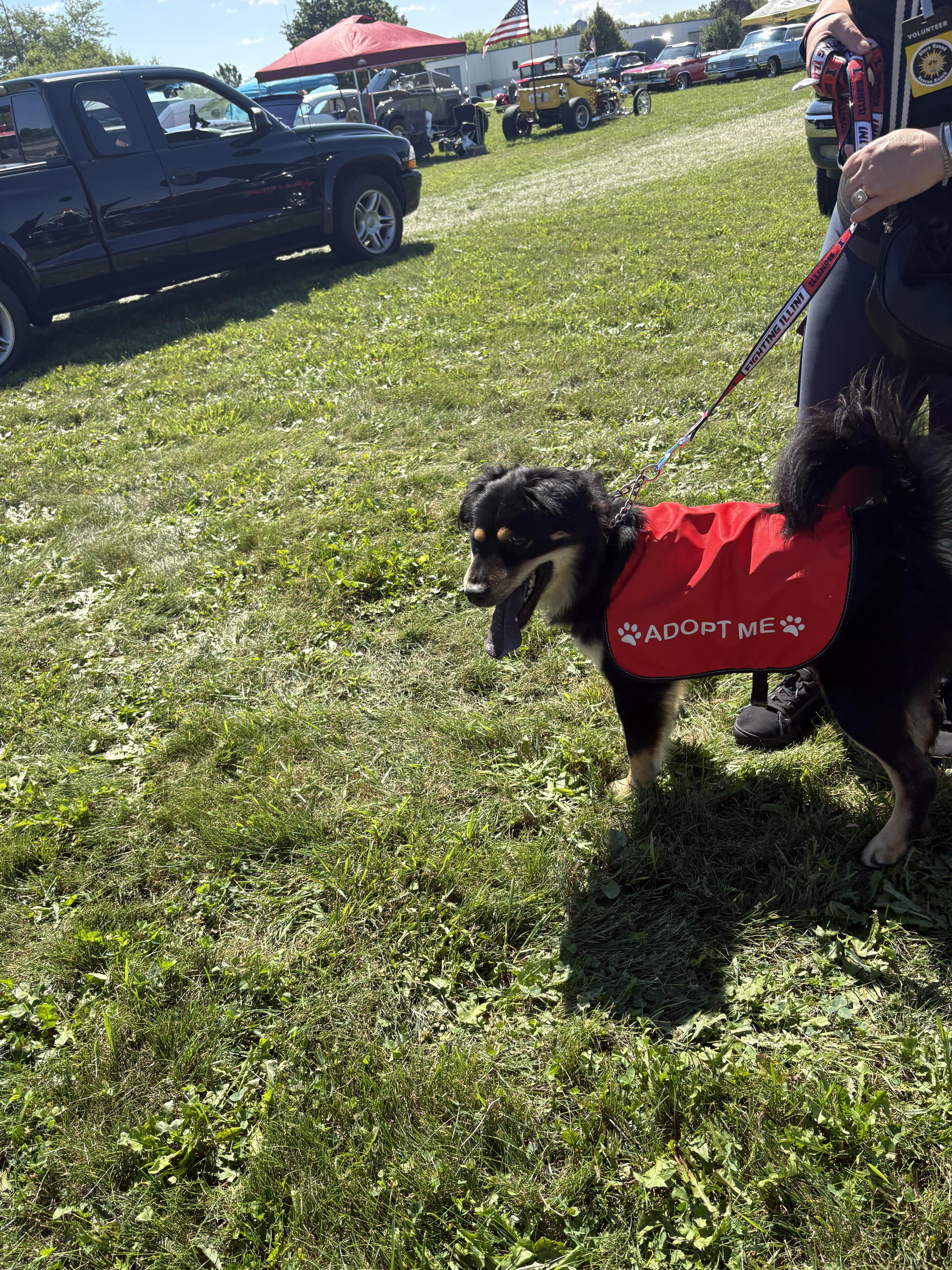 Enlarge Scoobert (Bertie), a Adoptable mixed breed in Marengo, IL image 6/6