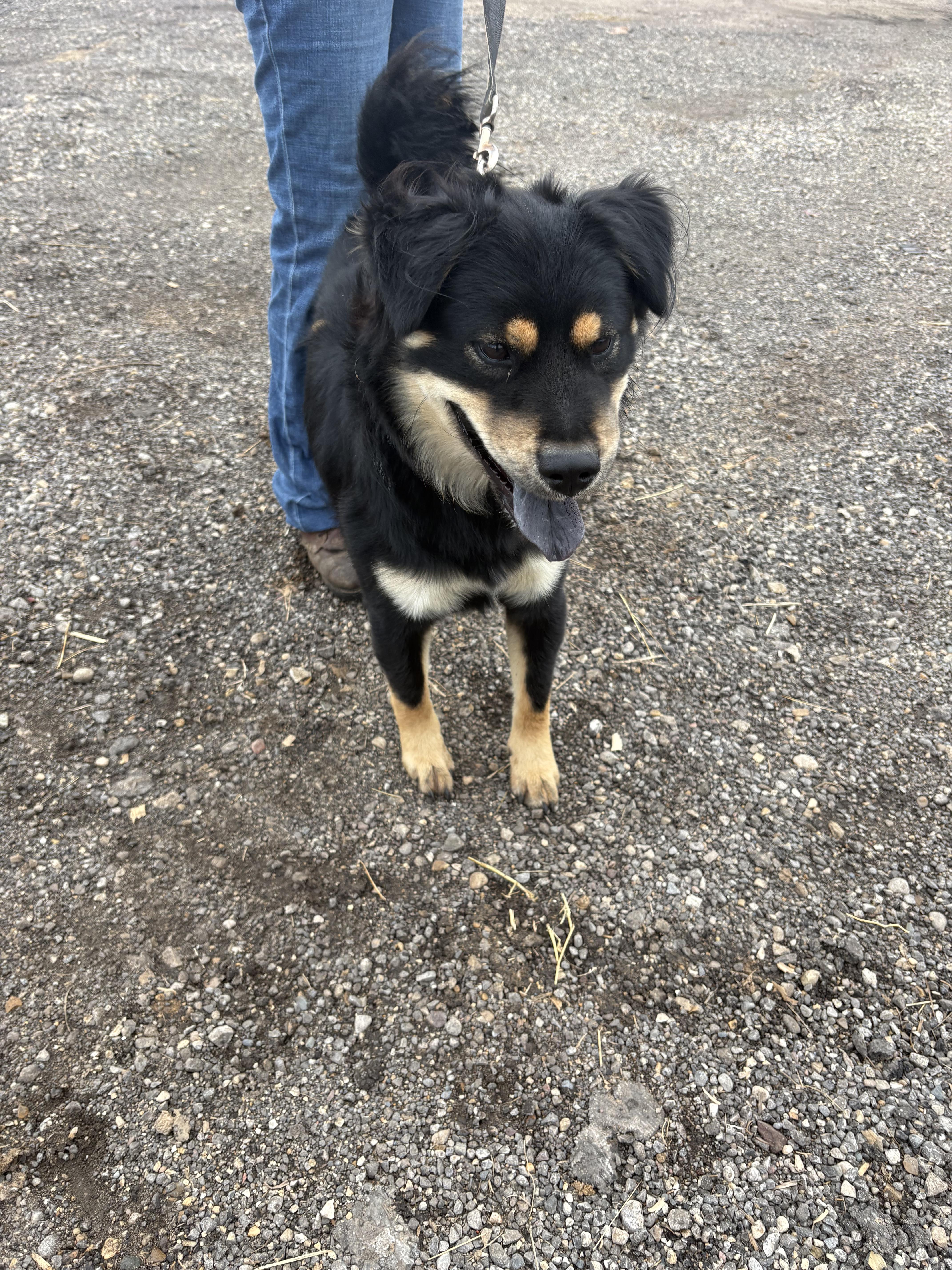 Enlarge Scoobert (Bertie), a Adoptable mixed breed in Marengo, IL image 5/6