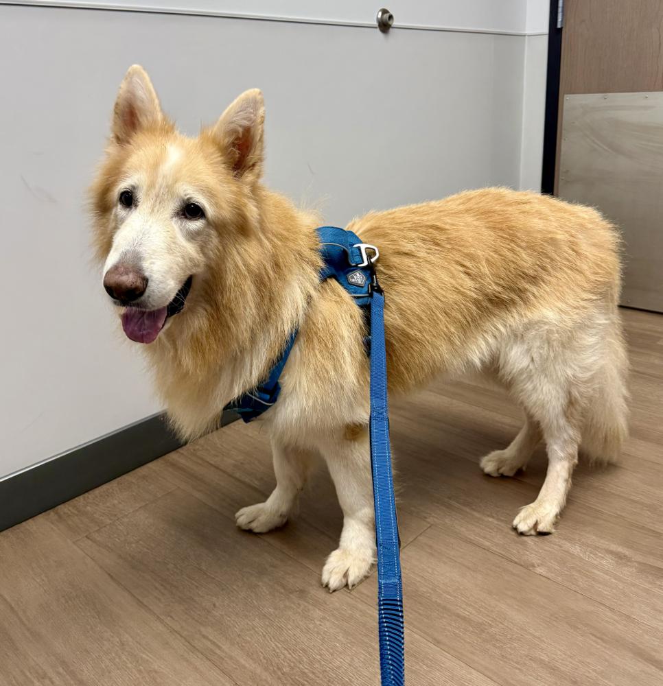 Kato, Adoptable, Adult Male Shepherd.