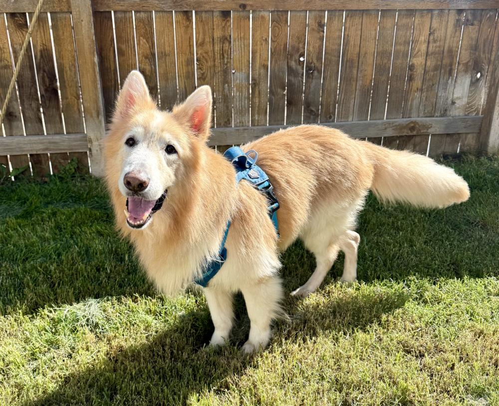 Enlarge Kato, a Adoptable mixed breed in Denver, CO image 2/6