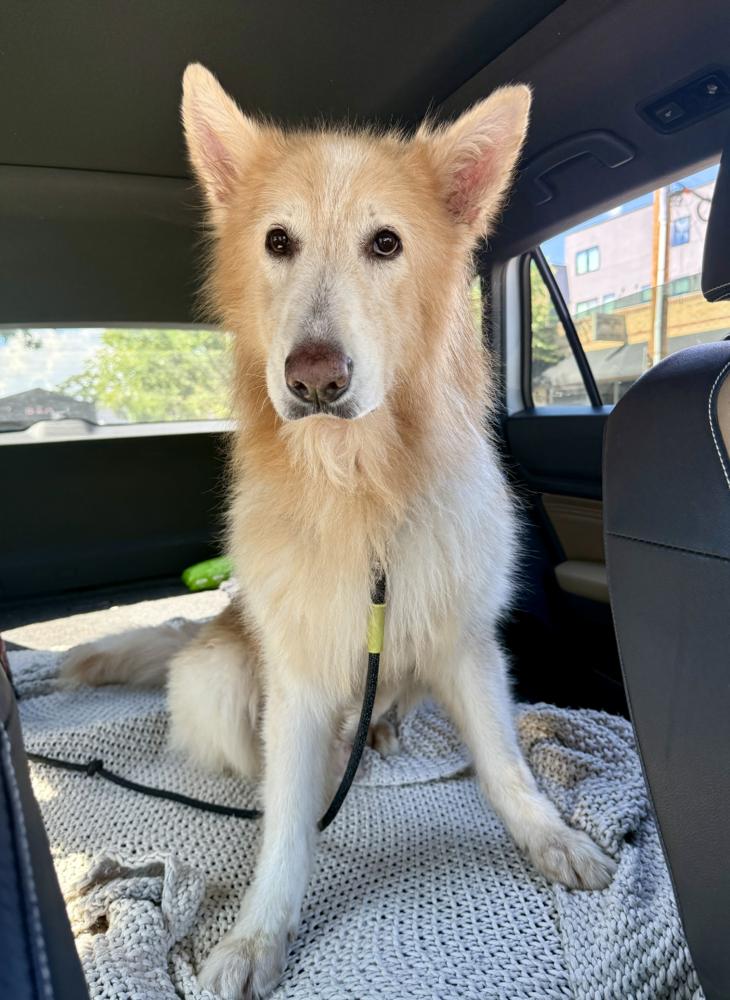 Enlarge Kato, a Adoptable mixed breed in Denver, CO image 3/6