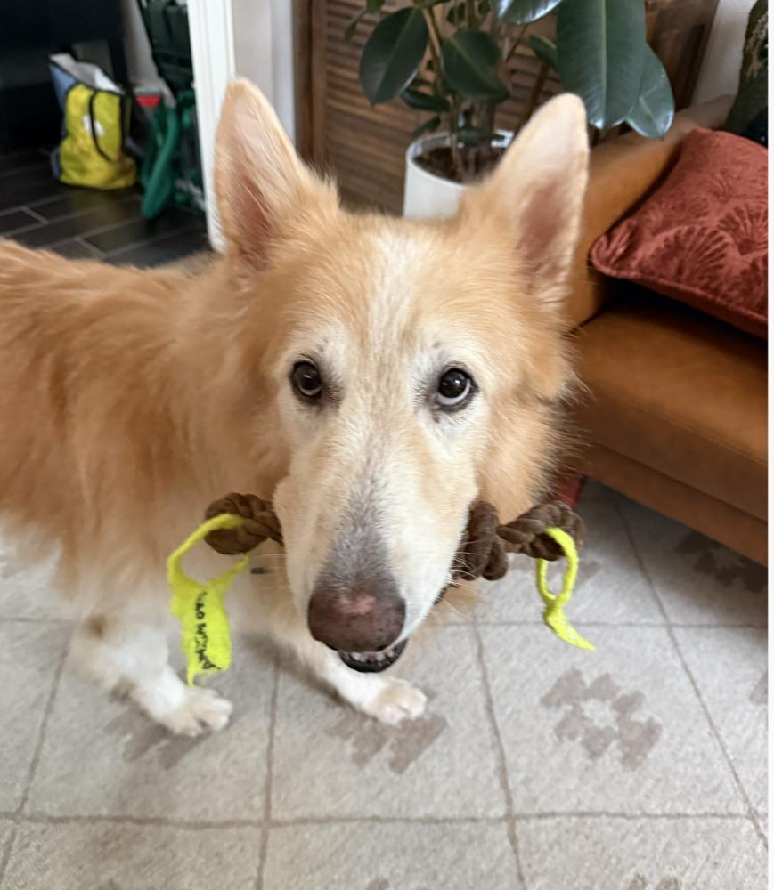 Enlarge Kato, a Adoptable mixed breed in Denver, CO image 5/6