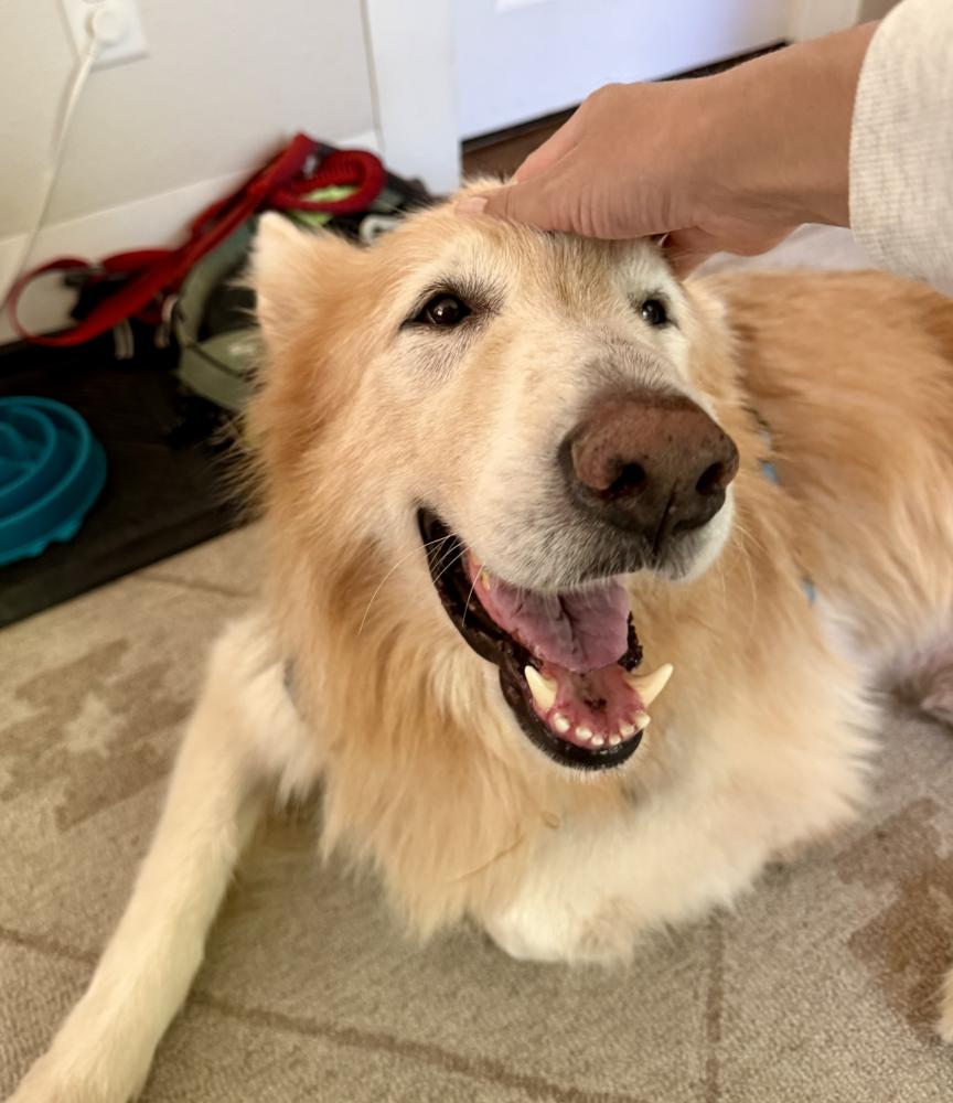Enlarge Kato, a Adoptable mixed breed in Denver, CO image 6/6