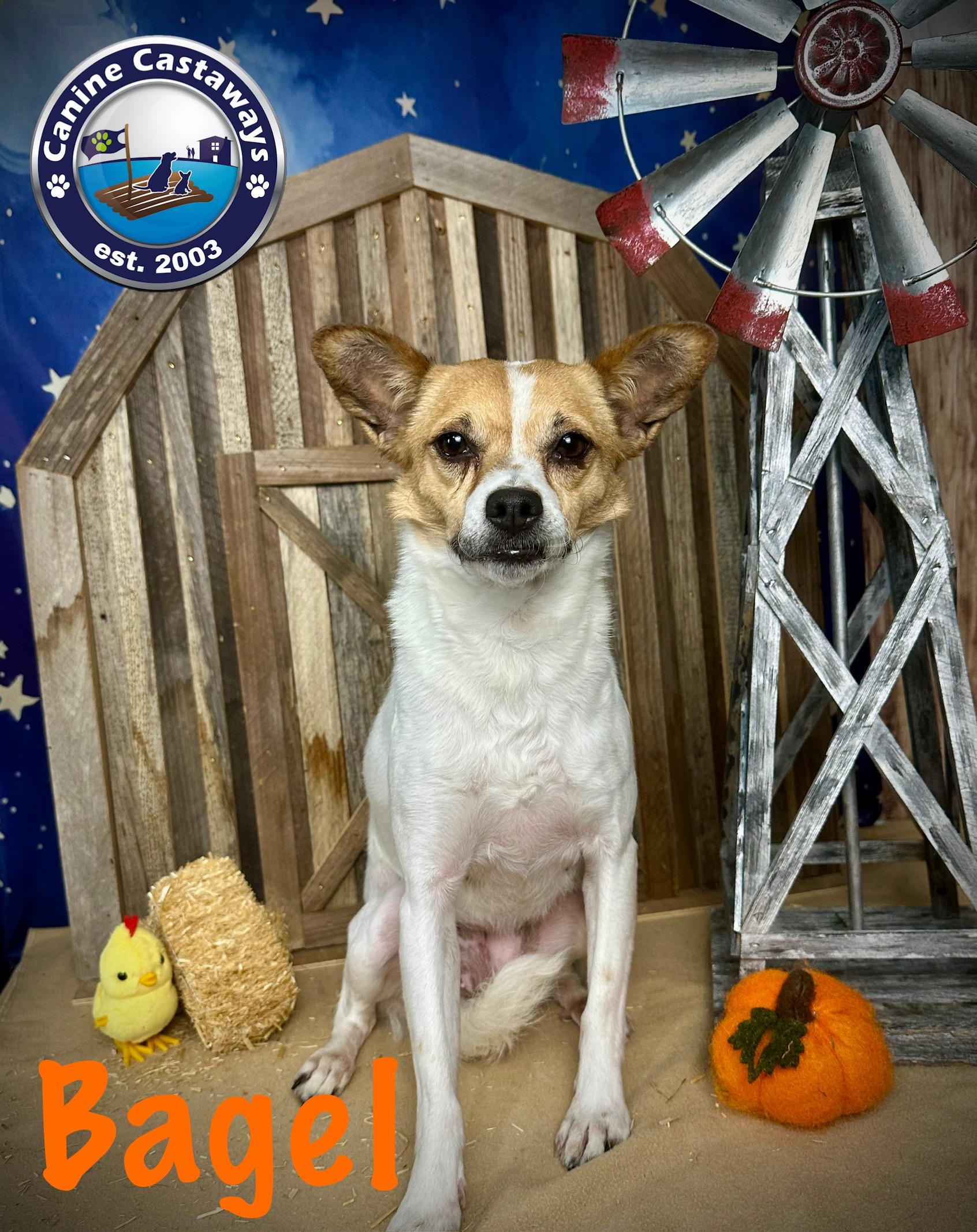 Bagel, an adopted mixed breed in Arcadia, FL image 1/6