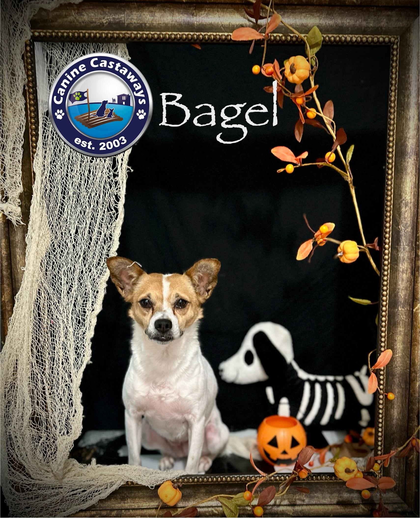 Bagel, an adoptable Jack Russell Terrier, Fox Terrier in Arcadia, FL, 34266 | Photo Image 7
