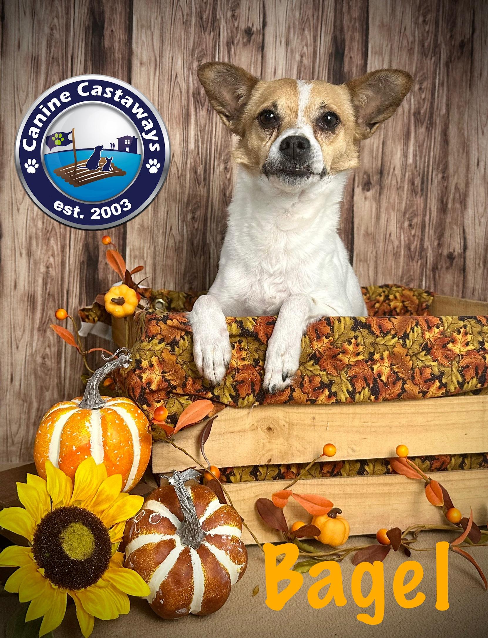 Bagel, an adopted mixed breed in Arcadia, FL image 3/6