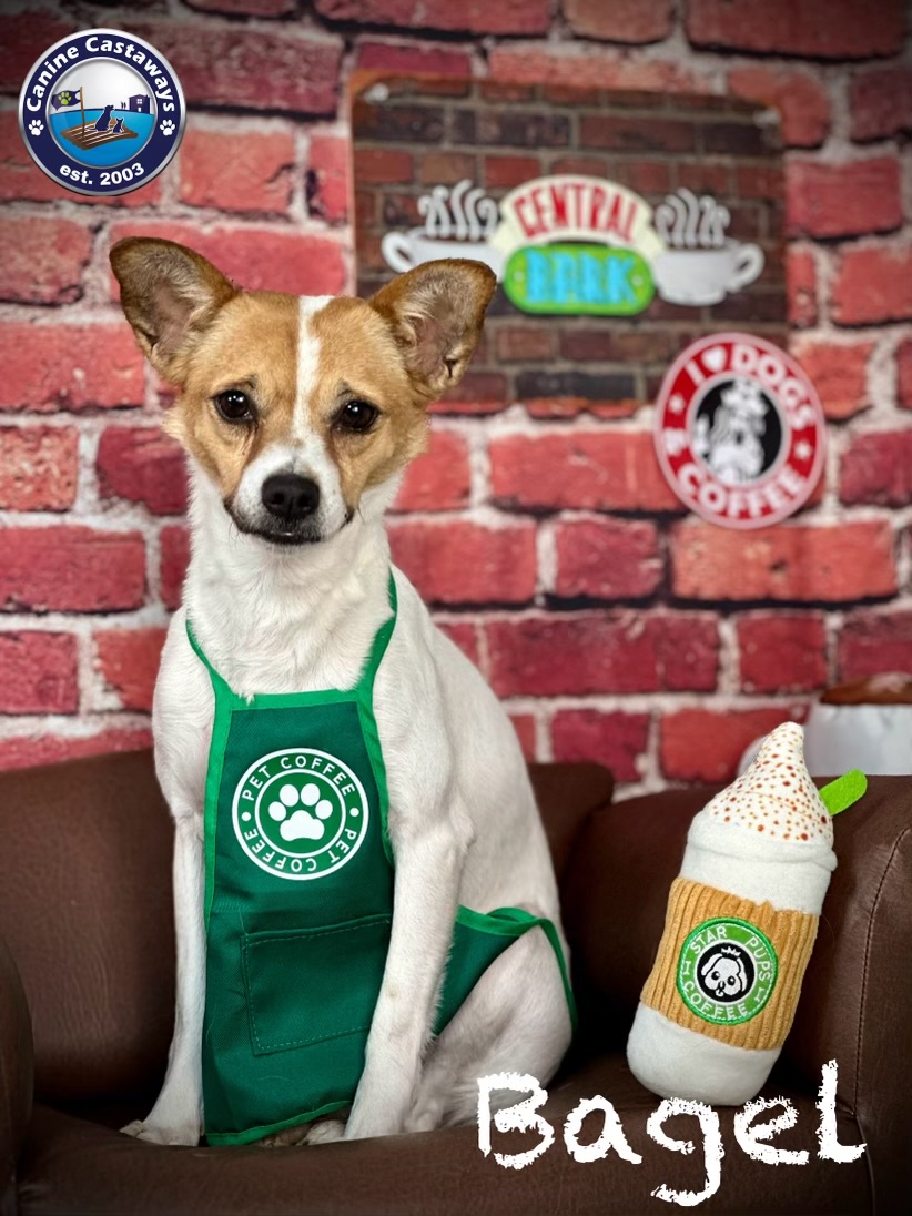 Bagel, an adopted mixed breed in Arcadia, FL image 4/6