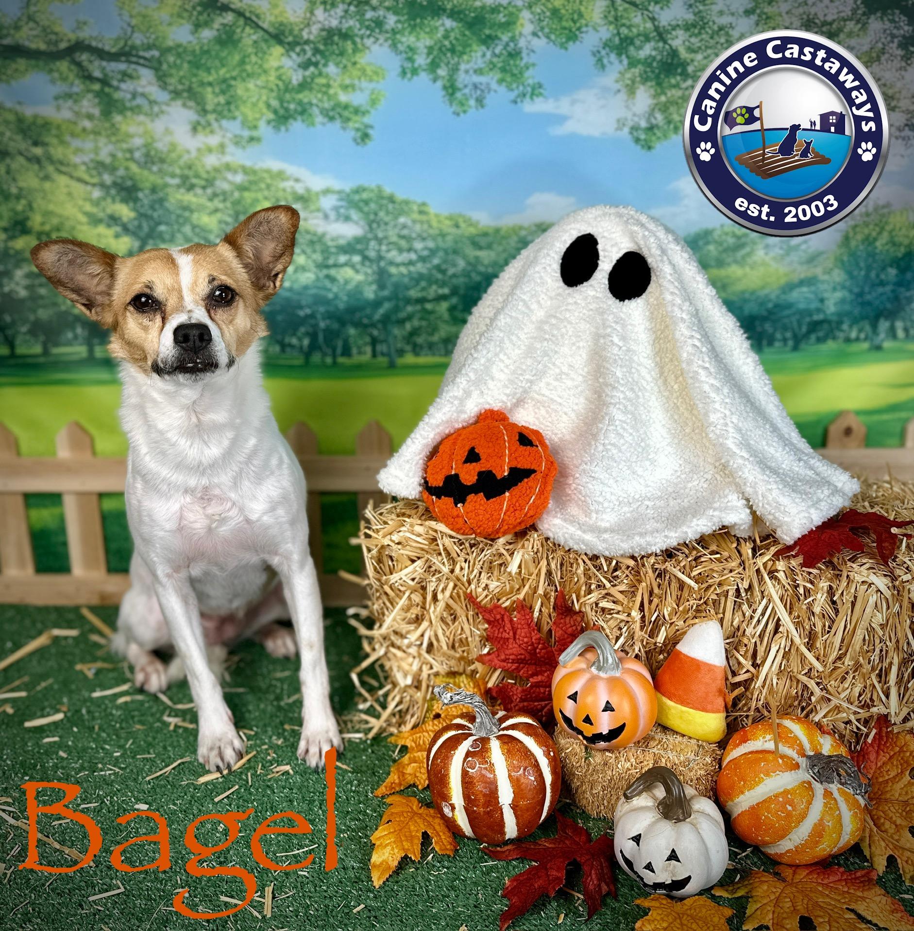 Bagel, an adoptable Jack Russell Terrier, Fox Terrier in Arcadia, FL, 34266 | Photo Image 6