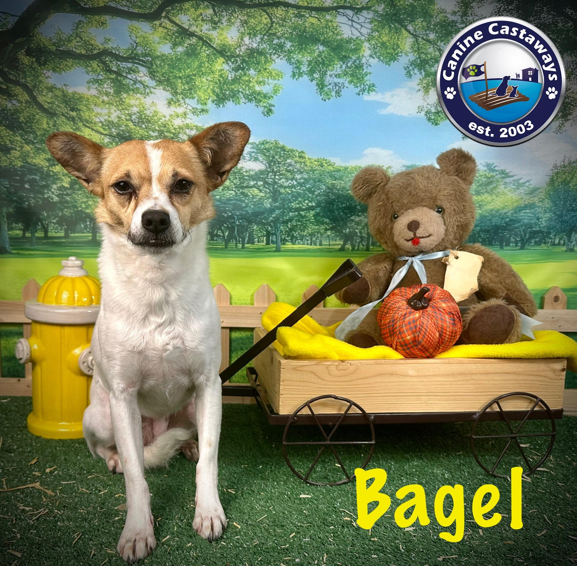Bagel, an adoptable Jack Russell Terrier, Fox Terrier in Arcadia, FL, 34266 | Photo Image 7